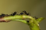 Ants shepherding their "cows"